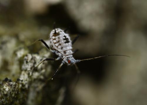 Réf. 293 144 : Macrosiphoniella subterranea